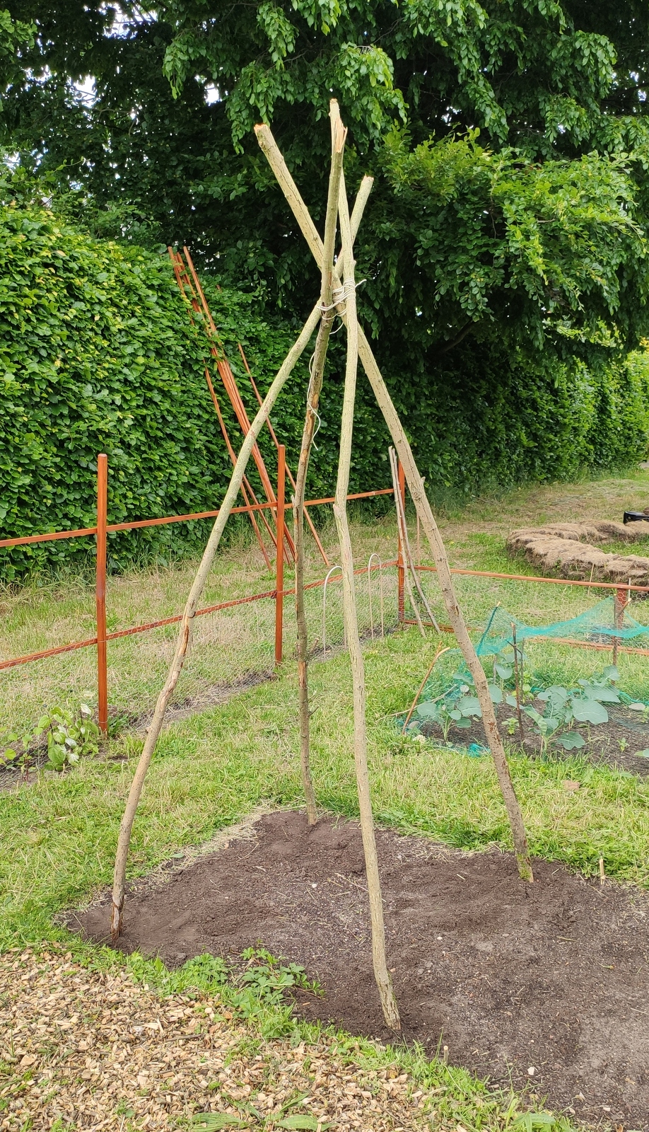 Stangenbohnen und das selbst gebaute Rankgerüst